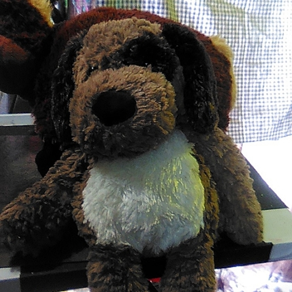 Brown puppy